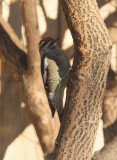 Red-naped Sapsucker (5955)