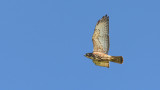 Broad-winged Hawk (juvenile) (0038)