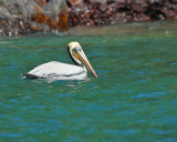Brown Pelican (0977)