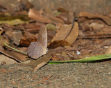 Butterfly on Leaf (1549)