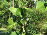 Fan Leaf Palm (1583X)