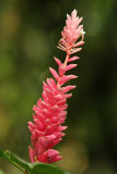 Ginger Flower stalk (0743)
