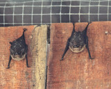 Greater White-lined Bats (0700)
