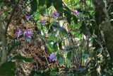 Orchids in the Forest (1528X)