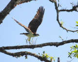 Osprey Taking Off (0349)