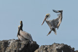 Pelican Landing (9998)