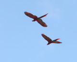Scarlet Macaws Flying  Off (0573)