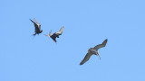 Two Frigatebirds and a Brown Pelican (0996)