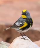 Yellow-rumped Warbler (Audubon, Male) #2759