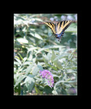 butterflies in flight 2.jpg