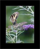 butterflies in flight 9.jpg