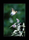 butterflies in flight.jpg