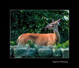 Deer on Skyline Parkway.jpg