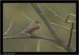 chiffchaff pbase.jpg