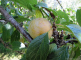 Ripe yellow plum