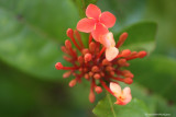 Ixora (flame of the woods)