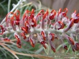 the wonder world of grevillea