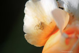 Sac Spider