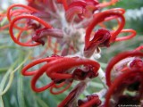 Ants eye view