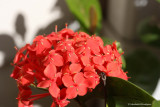 Ixora (flame of the woods)