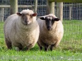 Sheep day