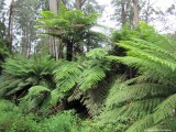 Rough Tree Fern