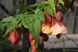 Abutilon