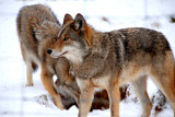 Canadian Wolf_Winter 2011.jpg