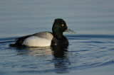 Lesser Scaup