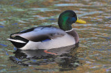 Mallard