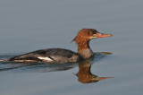 Common Merganser