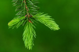 Spruce tips