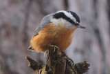 Red-breasted Nuthatch