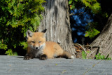 Red Fox