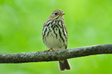 Ovenbird