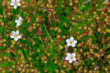 Wild flowers on moss