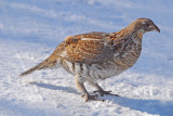 Ruffed Grouse