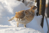 Ruffed Grouse