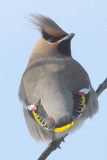 Bohemian Waxwing