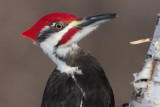 Pileated Woodpecker