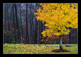 Yellow Tree
