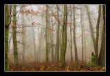 Fog