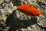 A fallen leaf