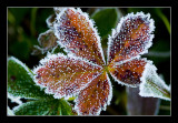 Autum Frost