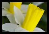 Daffodil