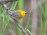paruline orangee2 7646.jpg
