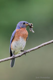 merle bleu2 8361.jpg