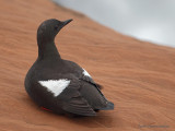 guillemot a miroir 2269.jpg