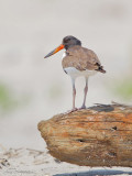 huitrier juvenile2 6366.jpg