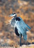 Great Blue Heron 357.02.jpg